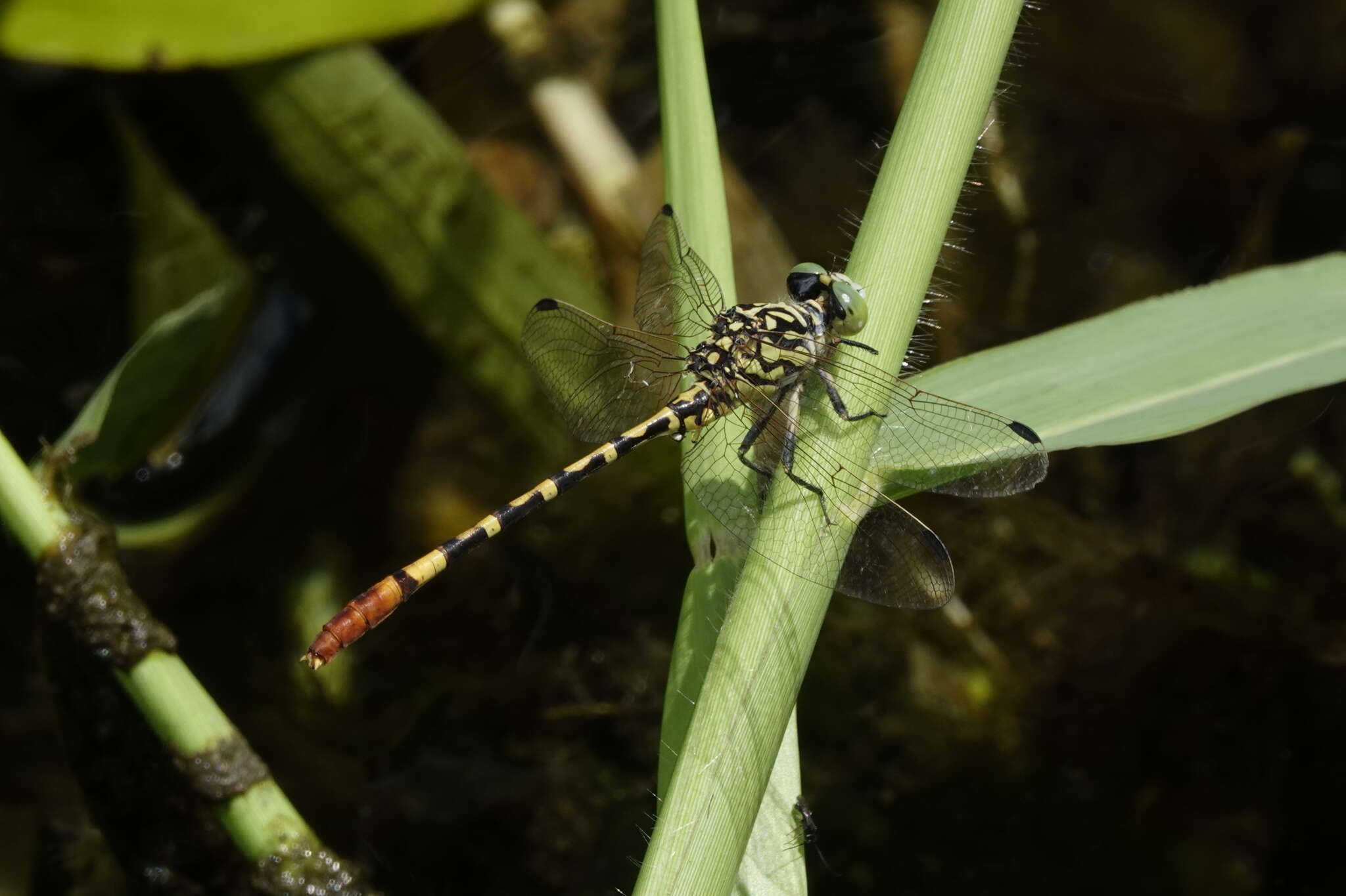 Image of Austroepigomphus turneri (Martin 1901)