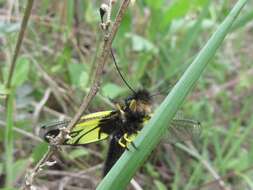 Sivun Libelloides sibiricus (Eversmann 1850) kuva