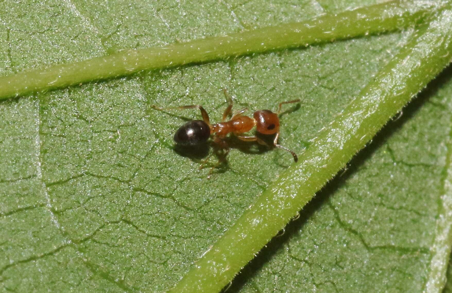 Plancia ëd Turneria bidentata Forel 1895