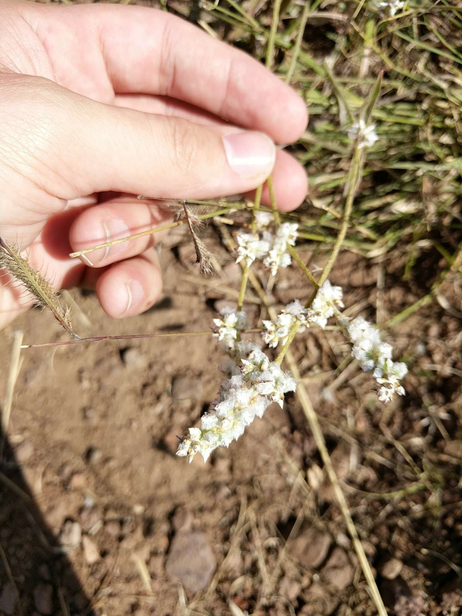 Imagem de Froelichia gracilis (Hook.) Moq.