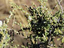 Caroxylon dealatum (Botsch.) Mucina resmi