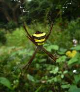 Image of Argiope taprobanica Thorell 1887