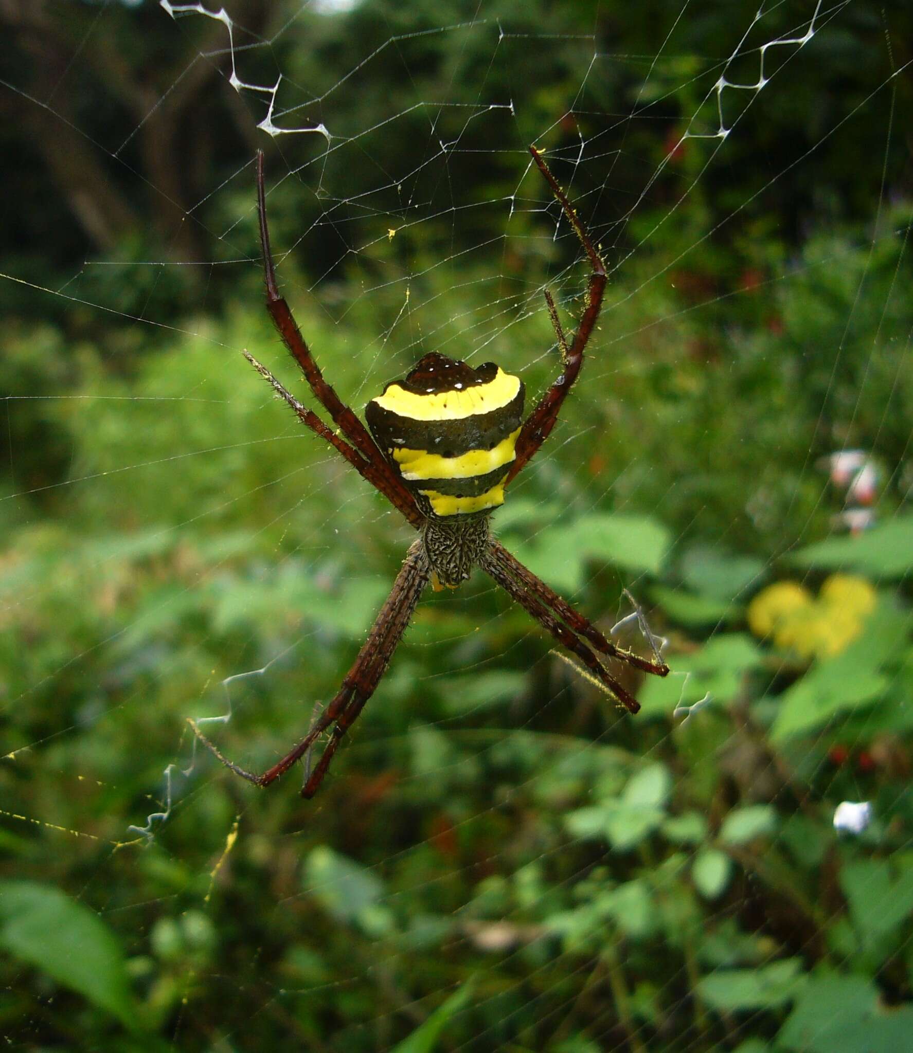 Image of Argiope taprobanica Thorell 1887