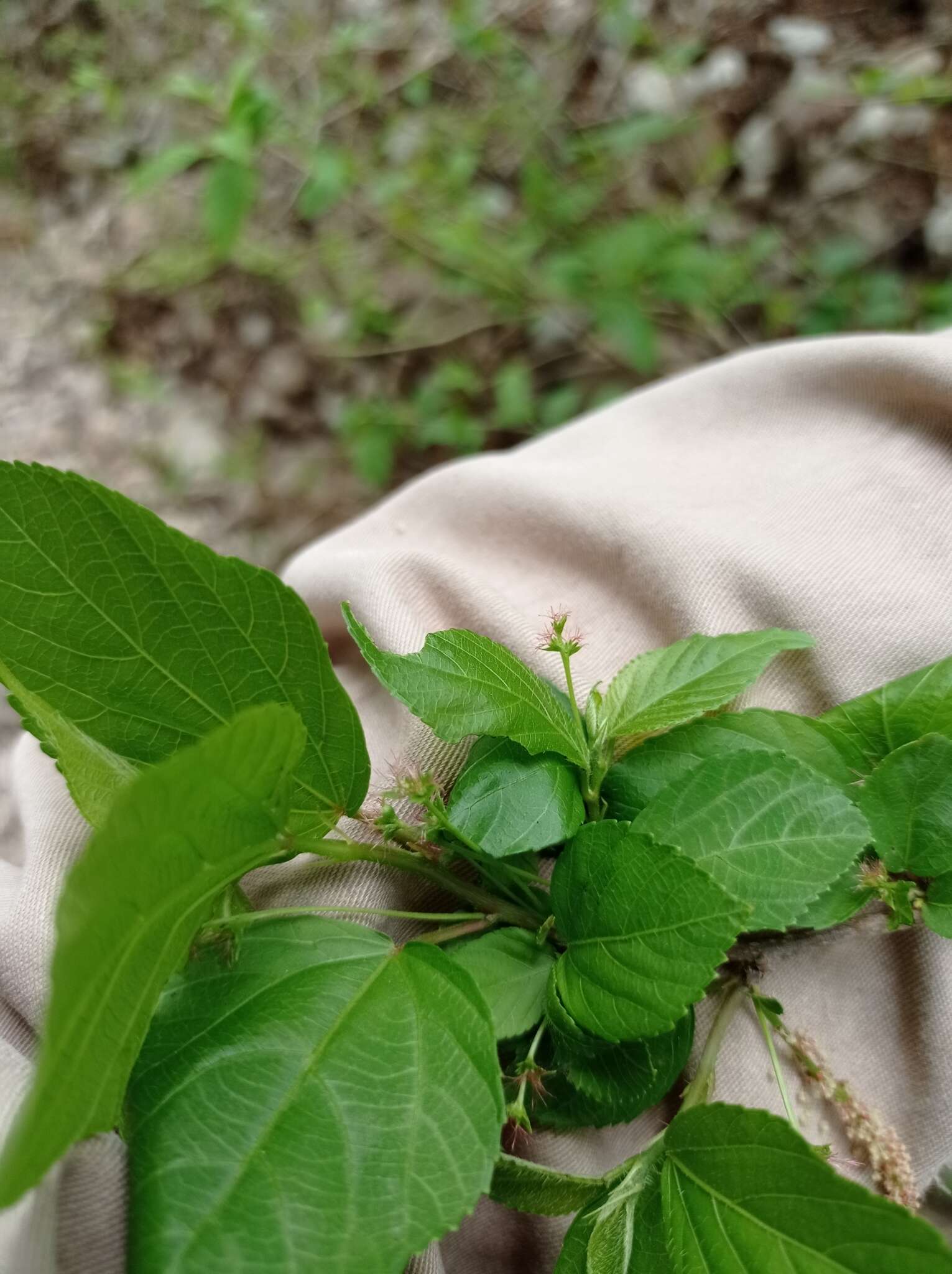 Imagem de Acalypha leptopoda Müll. Arg.