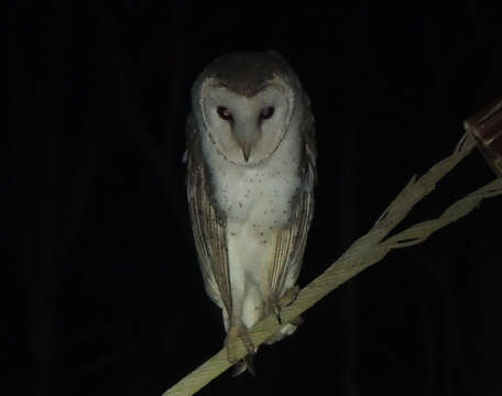 Image de Tyto alba delicatula (Gould 1837)