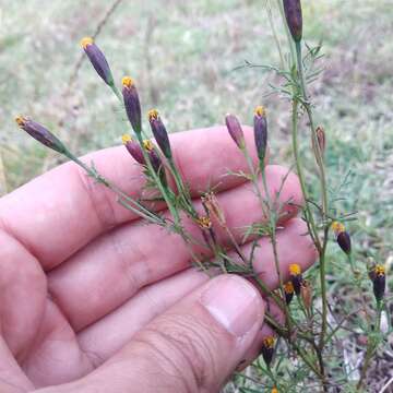 Tagetes coronopifolia Willd. resmi