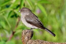 Image of Abyssinian Slaty Flycatcher