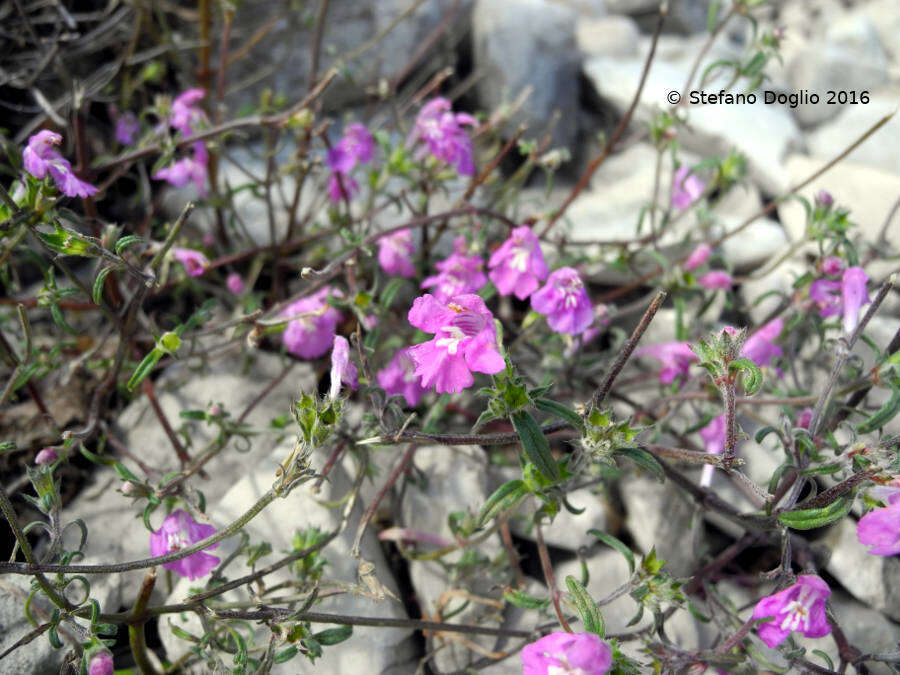 Imagem de Galeopsis angustifolia Ehrh. ex Hoffm.