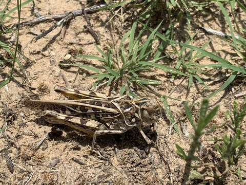 Слика од Pardalophora saussurei (Scudder & S. H. 1892)