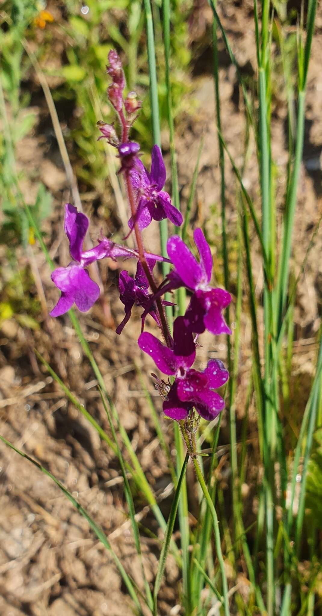 Sivun Linaria elegans Cav. kuva