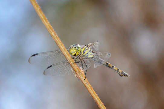 Image of Blue Chaser