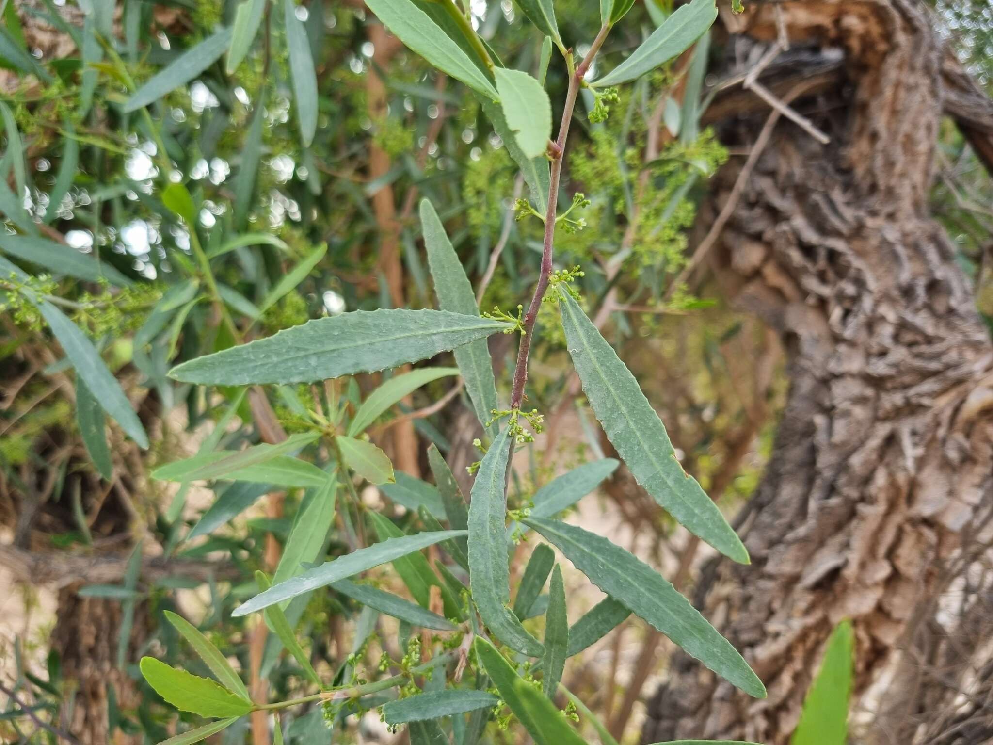 Image of Gymnosporia linearis subsp. lanceolata (E. Mey. ex Sond.) Jordaan