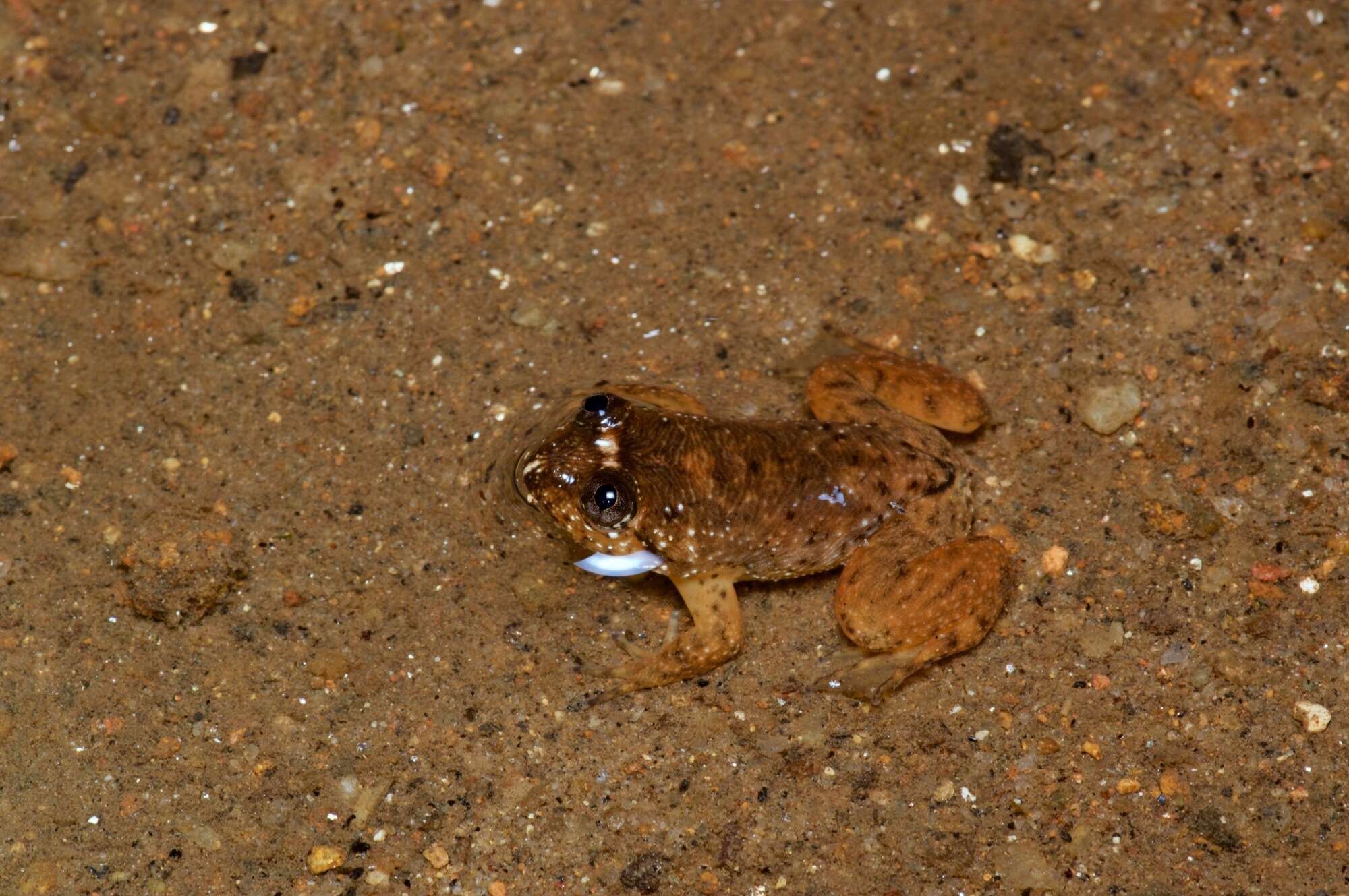 Image of Dumbara Corrugated Frog