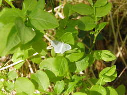 Image of bilberry emerald