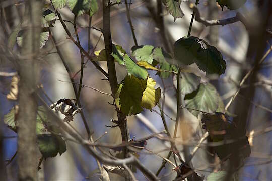 Image of Cobnut