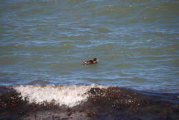 Image of Eider