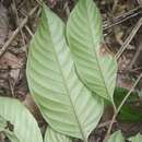 Image of Sarcaulus brasiliensis subsp. brasiliensis