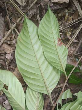 Image of Sarcaulus brasiliensis subsp. brasiliensis