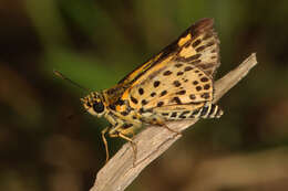 Image of Ampittia capenas Hewitson 1868