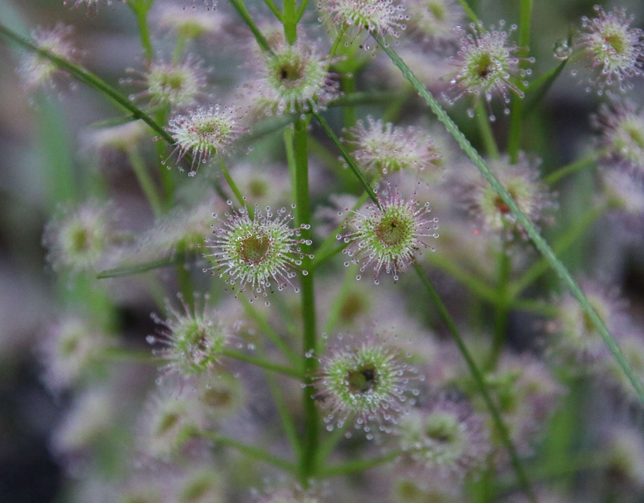 Image de Drosera stolonifera subsp. porrecta (Lehm.) N. Marchant & Lowrie