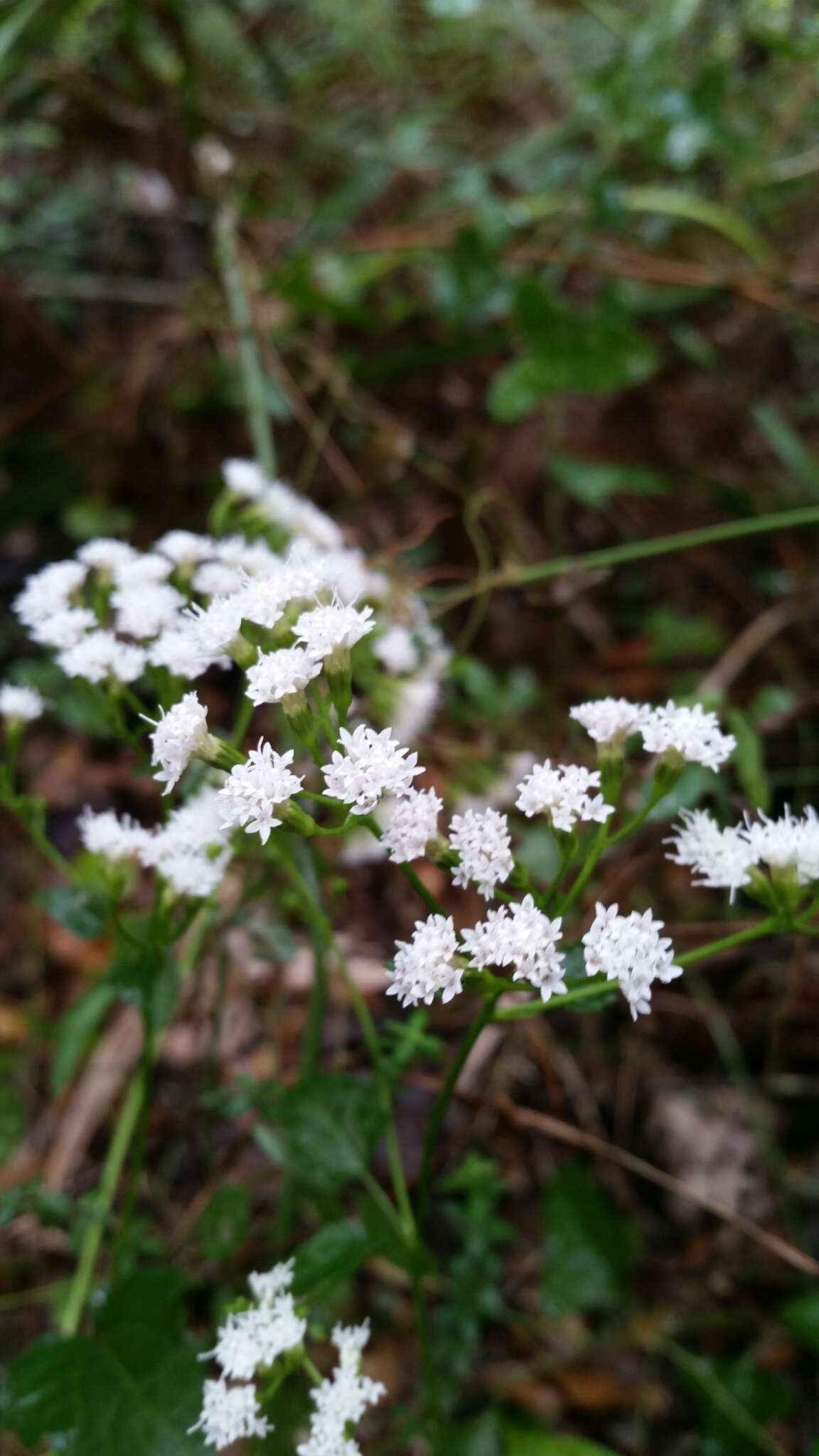 Imagem de Ageratina jucunda (E. Greene) A. Clewell & Woot.