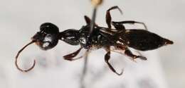 Image of Cockroach wasp