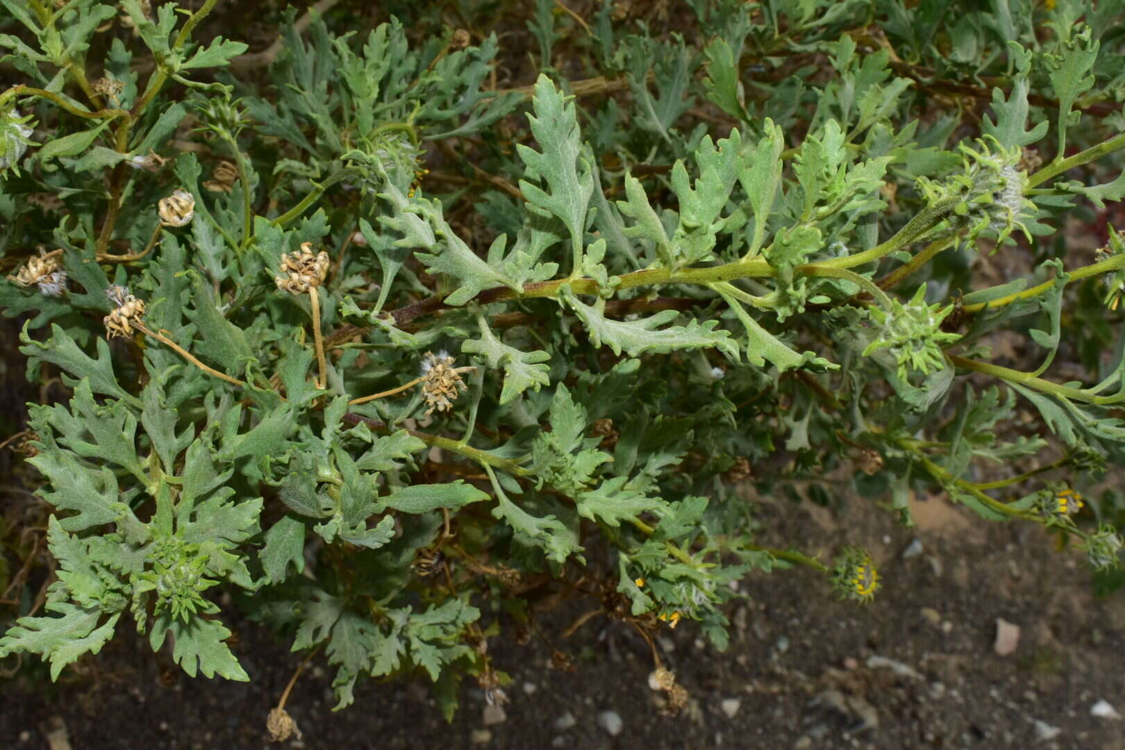 Image of Encelia laciniata Vasey & Rose