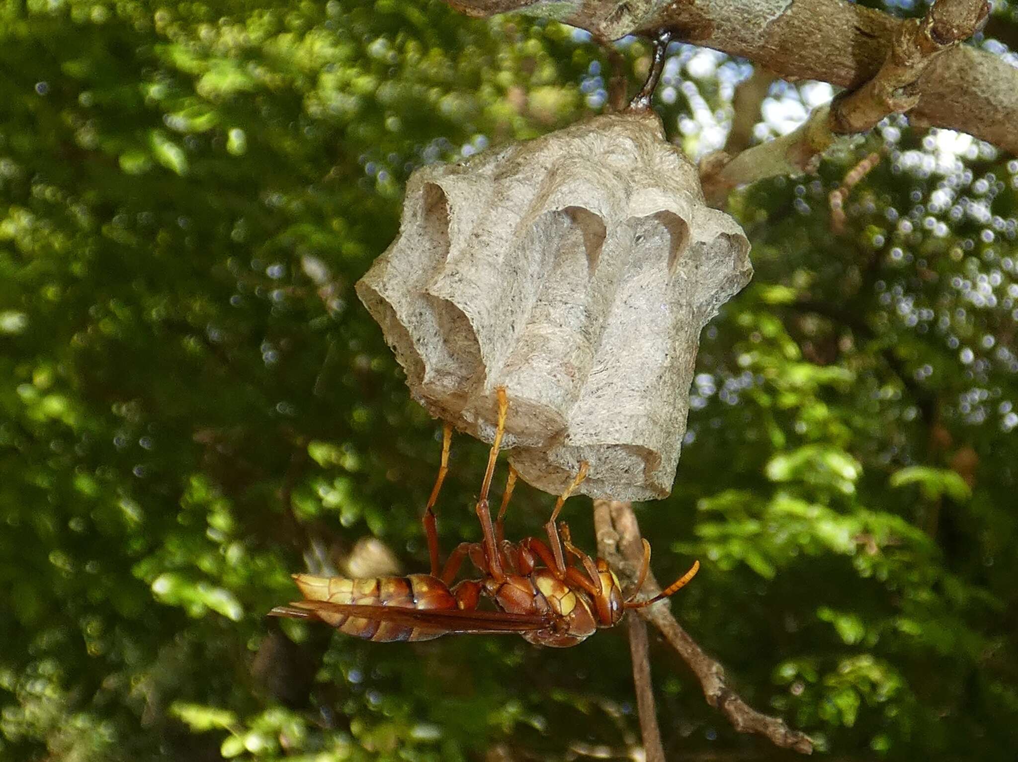 Image of Polistes carnifex rufipennis Latreille 1817