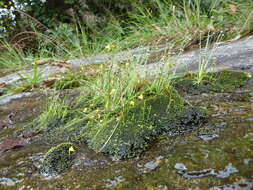 Image of Utricularia recta P. Taylor