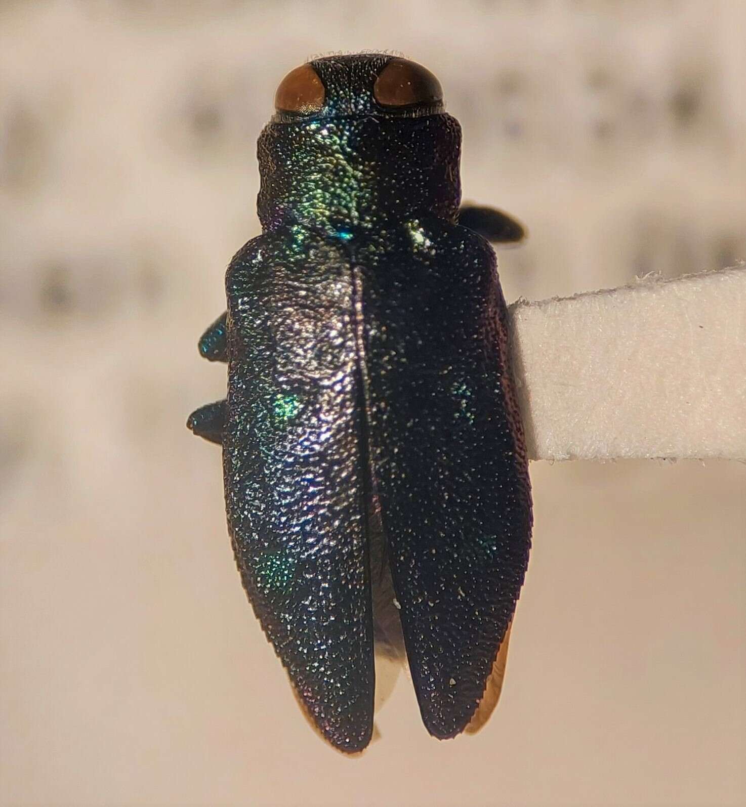 صورة Chrysobothris azurea Le Conte 1857