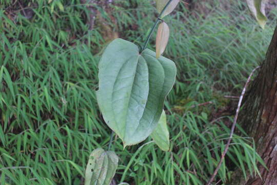 Smilax seisuiensis (Hayata) P. Li & C. X. Fu resmi