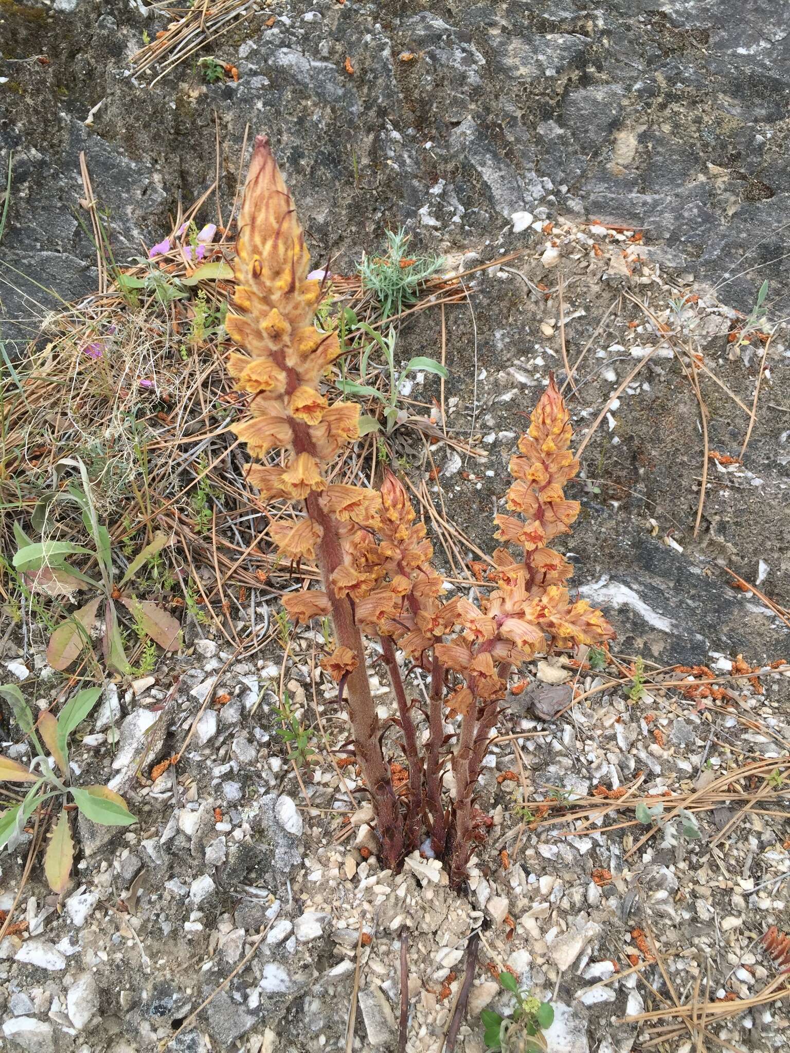 Image de Orobanche austrohispanica M. J. Y. Foley