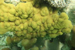 Image of Mustard Hill Coral