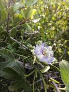 Image of desert passionflower