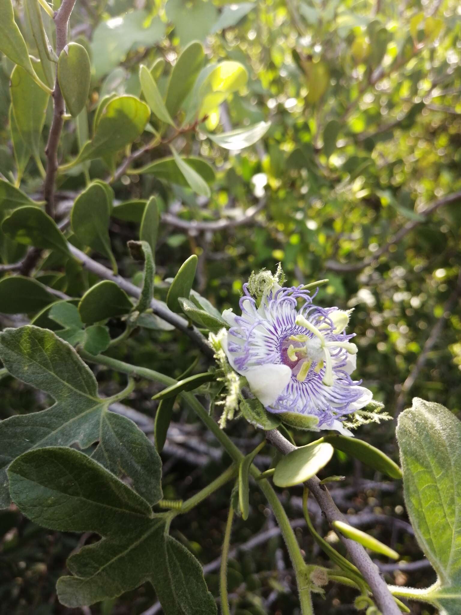 Passiflora arida (Mast. & Rose) Killip的圖片