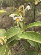 Image of Solanum subumbellatum Vell.