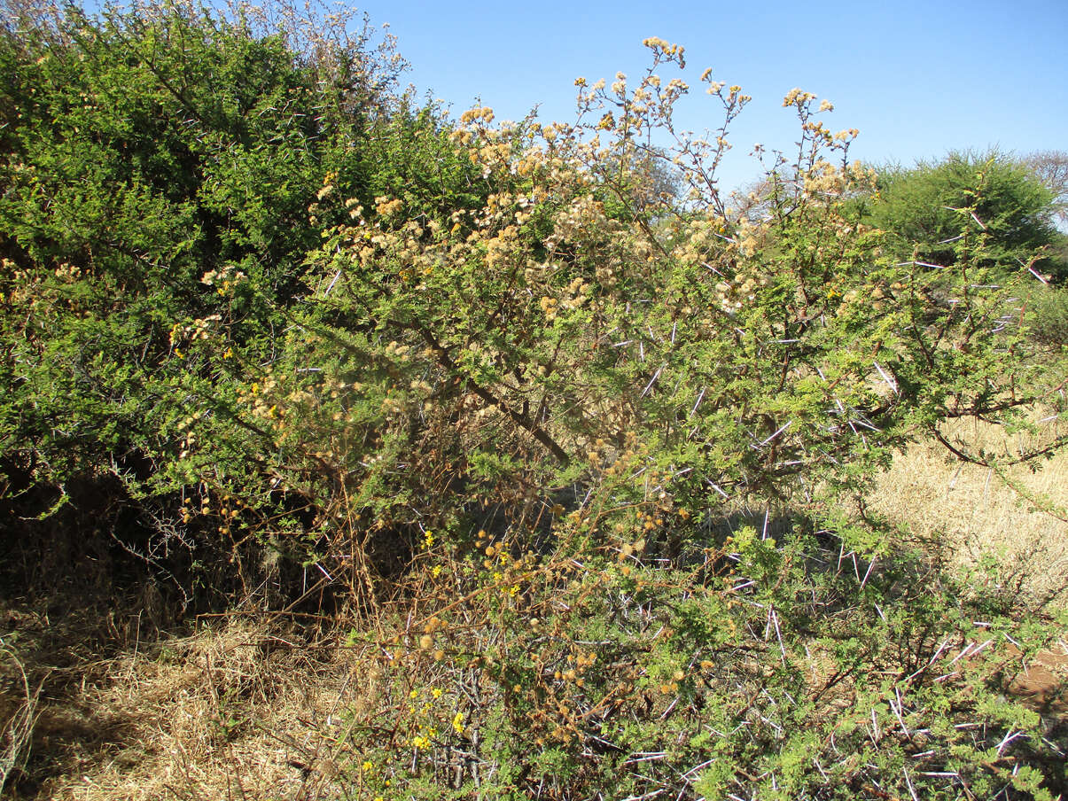 Plancia ëd Anisopappus schinzii (O. Hoffm.) Bengtson, M. Englund, Pruski & Anderb.