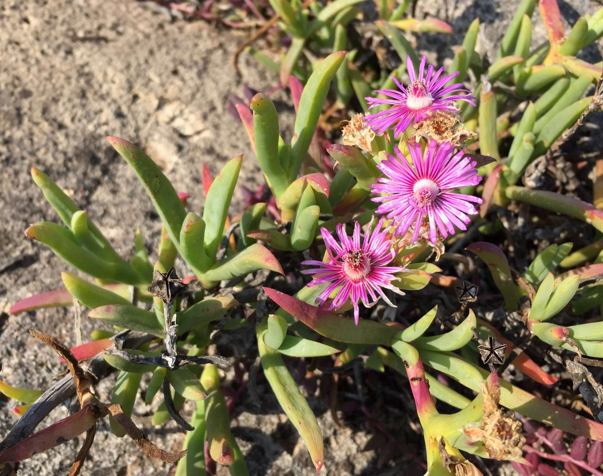 صورة Ruschia langebaanensis L. Bol.