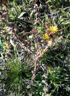 Image of Entire-leaved Gumweed