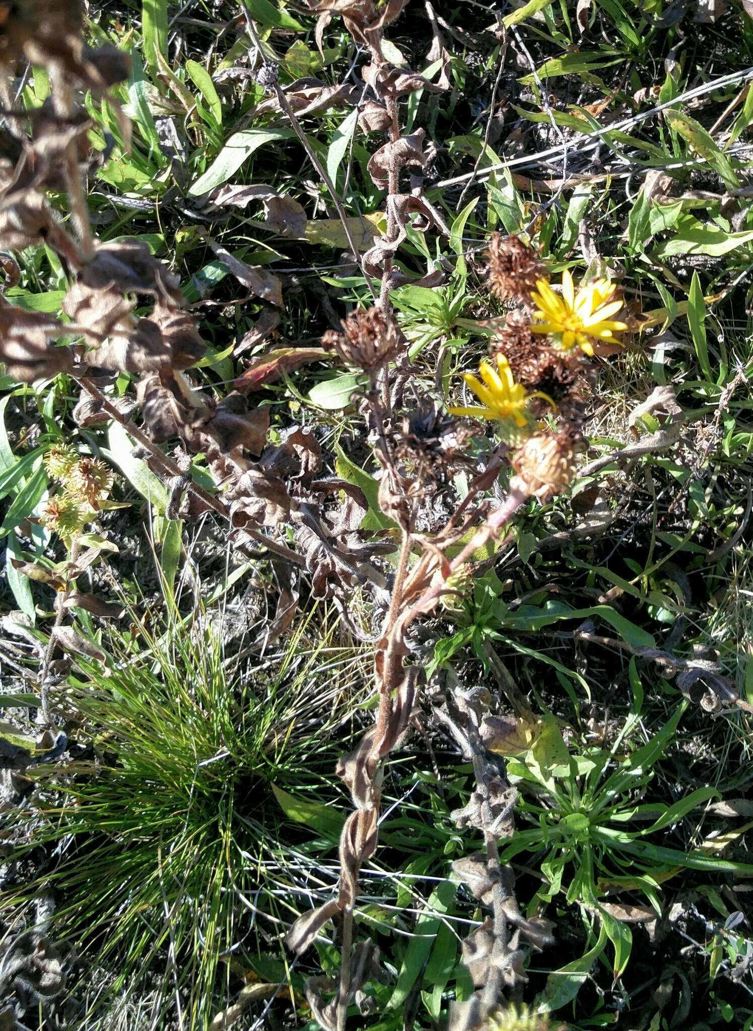 Image of Entire-leaved Gumweed