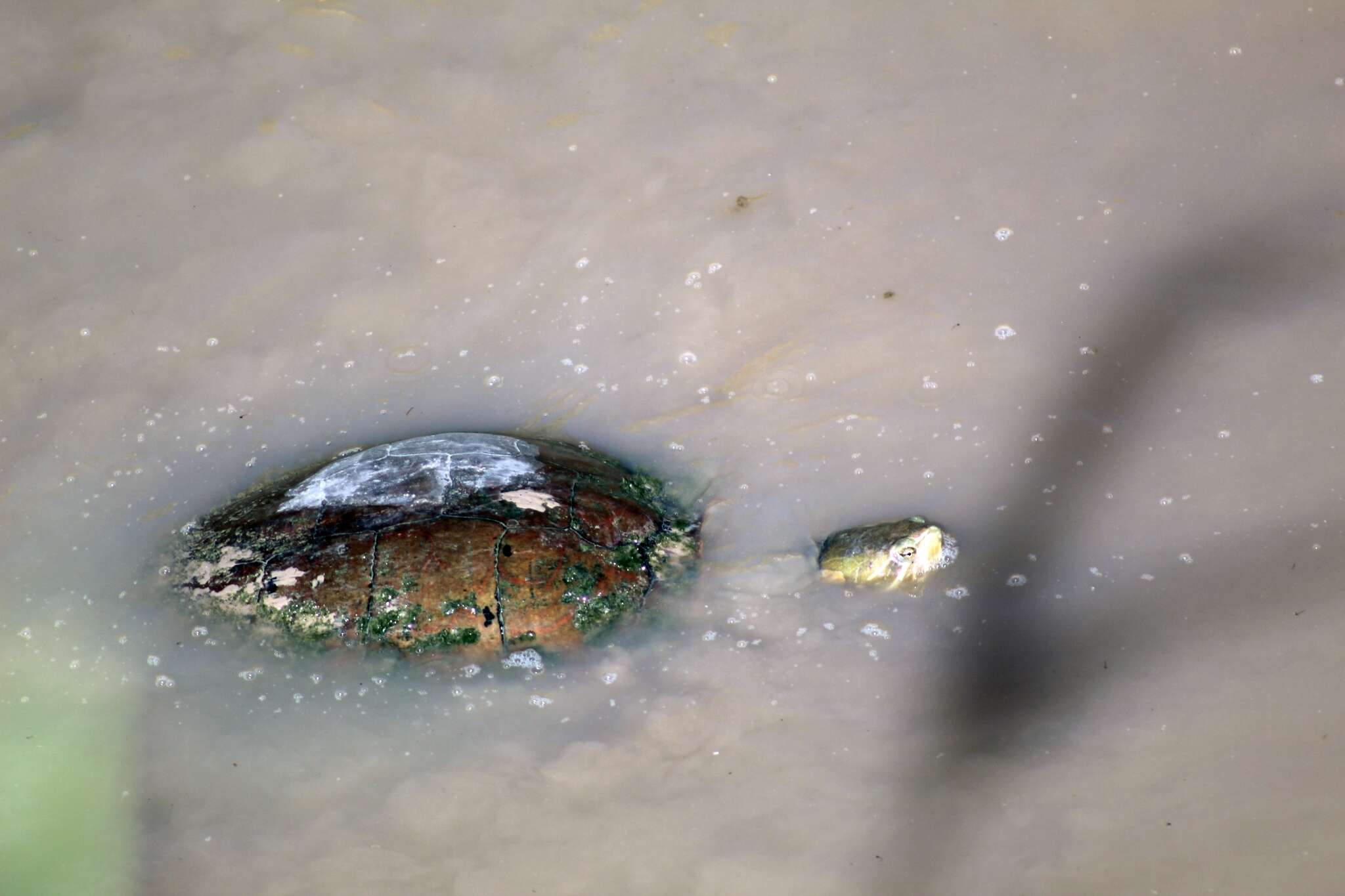 Image of Black-bellied Slider