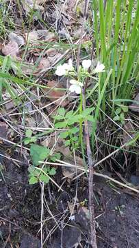 Imagem de Cardamine prorepens Fisch.