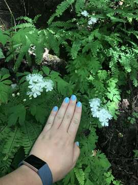 Image of Willamette false rue anemone