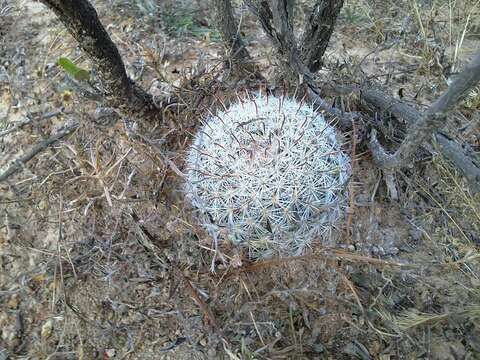 Image of Mammillaria mercadensis (Britton & Rose) Patoni