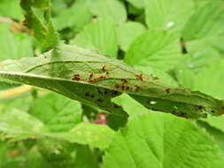 Image of Puccinia pulverulenta Grev. 1824