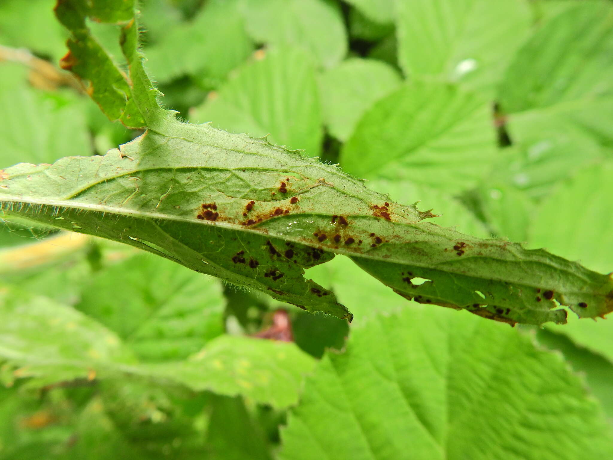 Image of Puccinia pulverulenta Grev. 1824