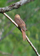 Image of Bar-tailed Cuckoo-Dove