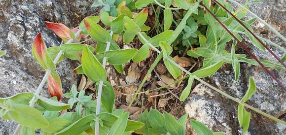 Image of Hypericum lanuginosum Lam.