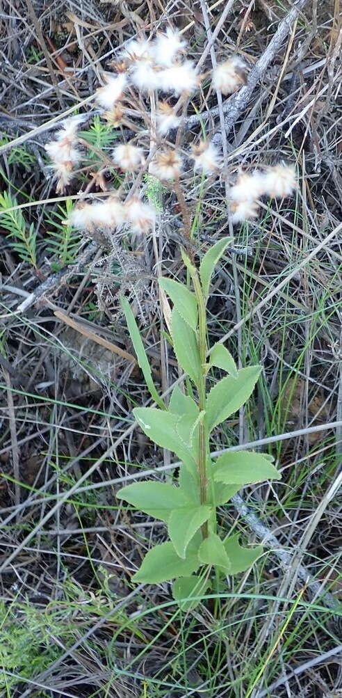 Image of Senecio crenatus Thunb.