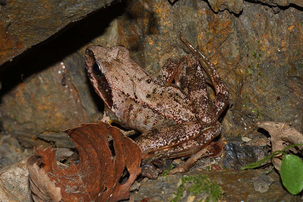 Image of Dybowski's frog